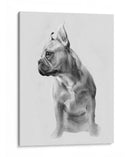Pug Retrato Ii - Gerard Paul Deshayes | Cuadro decorativo de Canvas Lab
