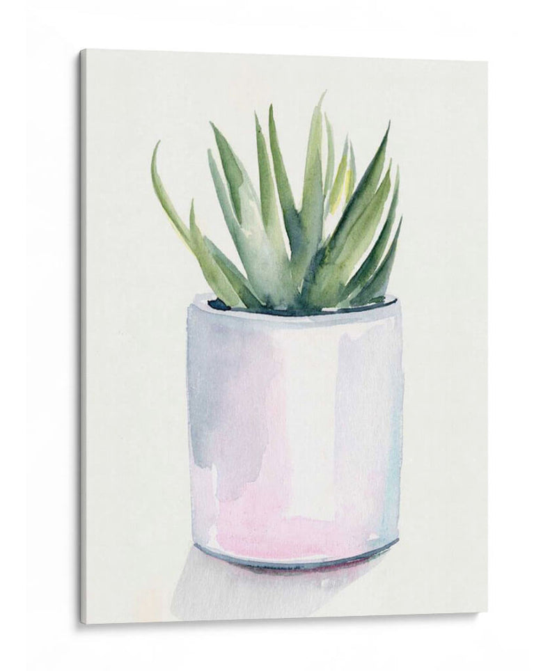 Potted Suculent Iii - Jennifer Paxton Parker | Cuadro decorativo de Canvas Lab