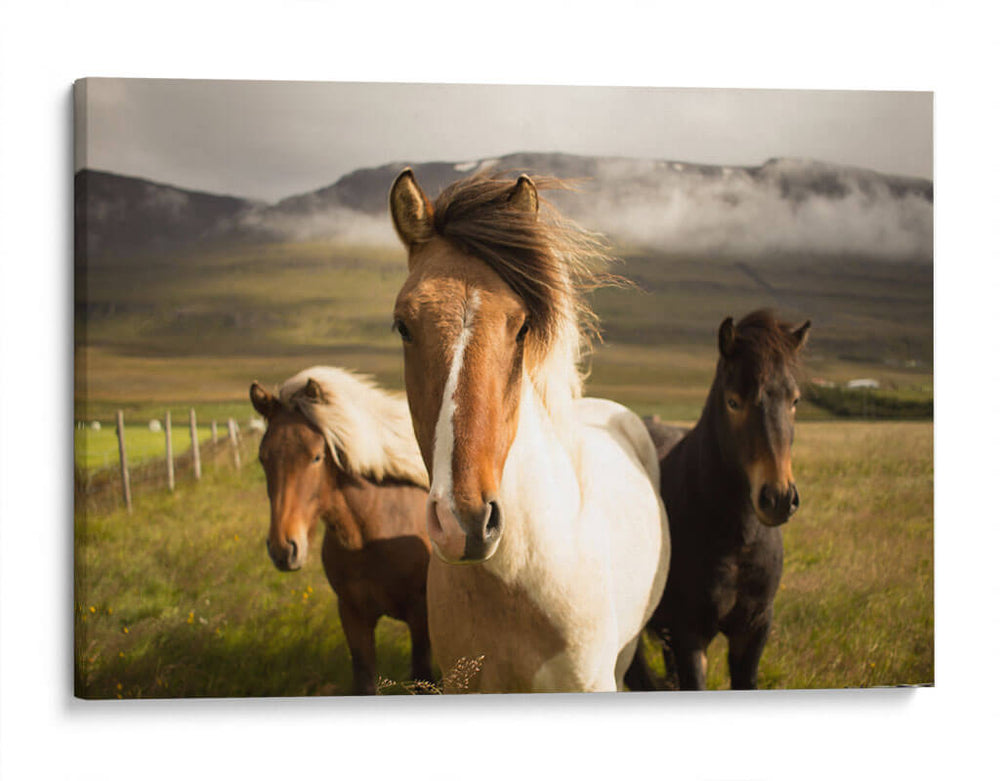Los tres caballos | Cuadro decorativo de Canvas Lab