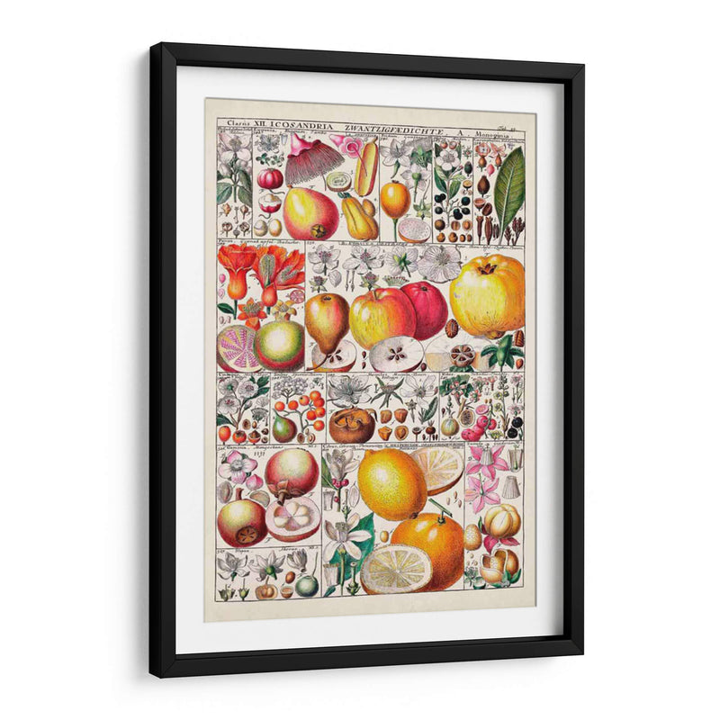 Carta De Frutas - Vision Studio | Cuadro decorativo de Canvas Lab