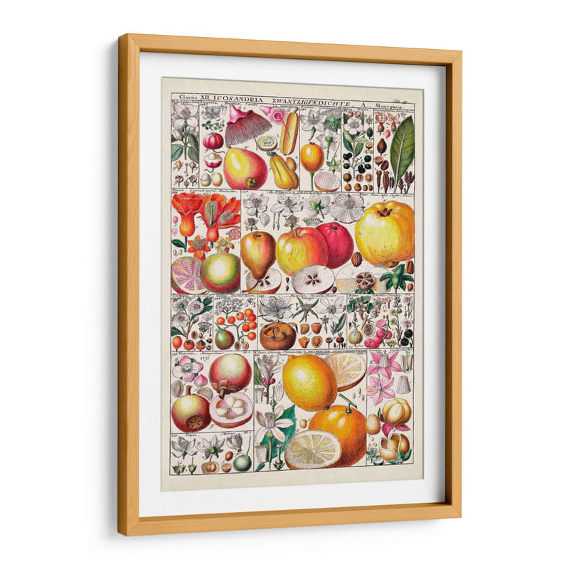 Carta De Frutas - Vision Studio | Cuadro decorativo de Canvas Lab