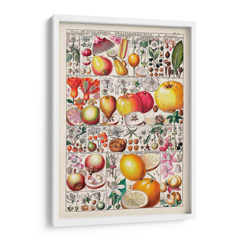 Carta De Frutas - Vision Studio | Cuadro decorativo de Canvas Lab