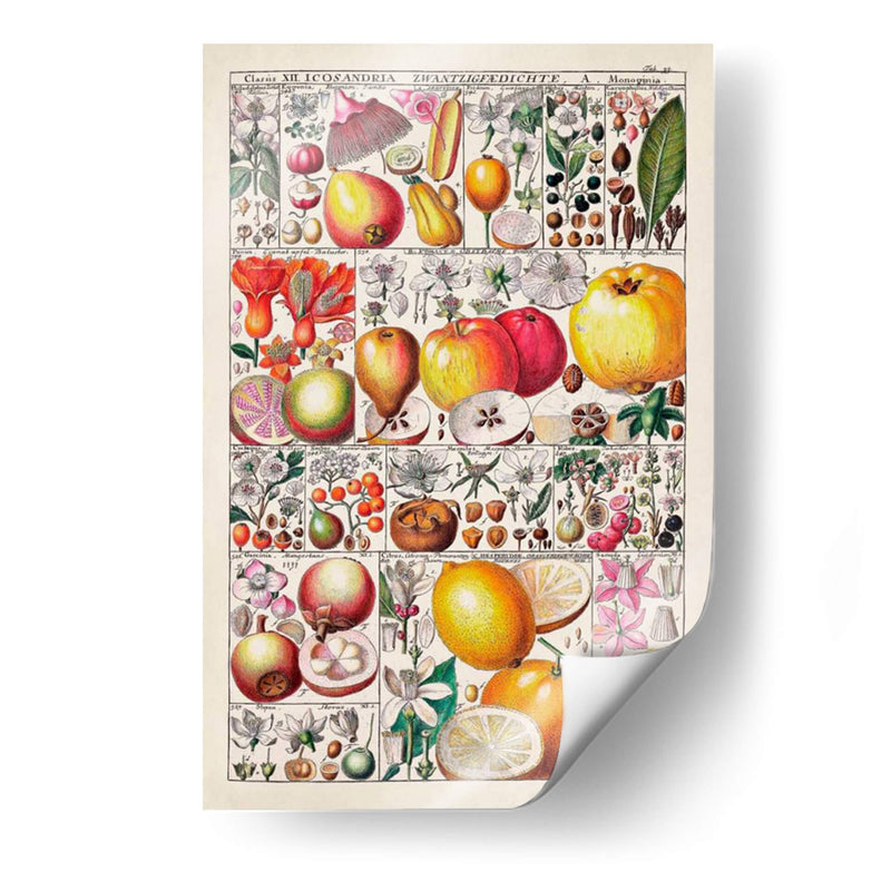 Carta De Frutas - Vision Studio | Cuadro decorativo de Canvas Lab