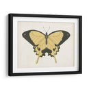 Hermosa Mariposa I - Vision Studio | Cuadro decorativo de Canvas Lab