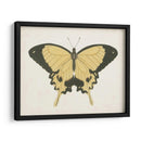 Hermosa Mariposa I - Vision Studio | Cuadro decorativo de Canvas Lab