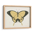 Hermosa Mariposa I - Vision Studio | Cuadro decorativo de Canvas Lab