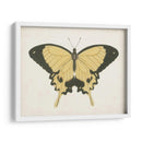 Hermosa Mariposa I - Vision Studio | Cuadro decorativo de Canvas Lab