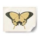 Hermosa Mariposa I - Vision Studio | Cuadro decorativo de Canvas Lab