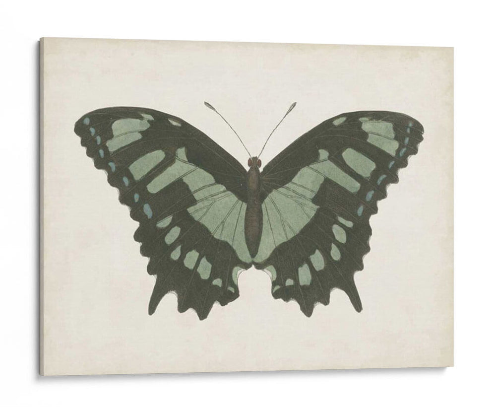 Hermosa Mariposa Ii - Vision Studio | Cuadro decorativo de Canvas Lab