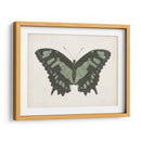 Hermosa Mariposa Ii - Vision Studio | Cuadro decorativo de Canvas Lab