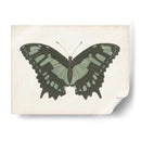 Hermosa Mariposa Ii - Vision Studio | Cuadro decorativo de Canvas Lab