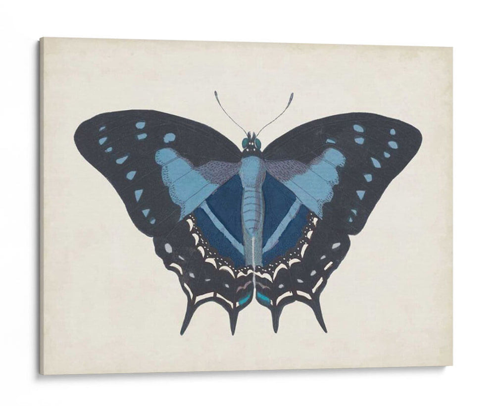 Hermosa Mariposa Iii - Vision Studio | Cuadro decorativo de Canvas Lab