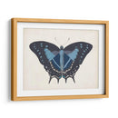 Hermosa Mariposa Iii - Vision Studio | Cuadro decorativo de Canvas Lab