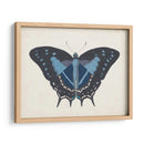 Hermosa Mariposa Iii - Vision Studio | Cuadro decorativo de Canvas Lab