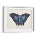 Hermosa Mariposa Iii - Vision Studio | Cuadro decorativo de Canvas Lab