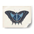 Hermosa Mariposa Iii - Vision Studio | Cuadro decorativo de Canvas Lab