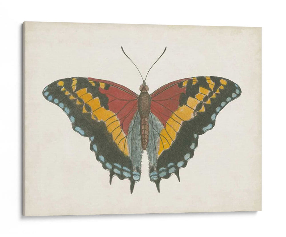Hermosa Mariposa Iv - Vision Studio | Cuadro decorativo de Canvas Lab