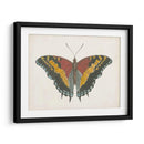 Hermosa Mariposa Iv - Vision Studio | Cuadro decorativo de Canvas Lab