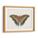 Hermosa Mariposa Iv - Vision Studio | Cuadro decorativo de Canvas Lab