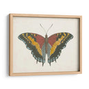 Hermosa Mariposa Iv - Vision Studio | Cuadro decorativo de Canvas Lab