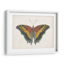 Hermosa Mariposa Iv - Vision Studio | Cuadro decorativo de Canvas Lab