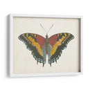 Hermosa Mariposa Iv - Vision Studio | Cuadro decorativo de Canvas Lab
