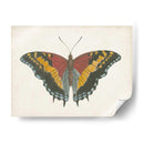 Hermosa Mariposa Iv - Vision Studio | Cuadro decorativo de Canvas Lab