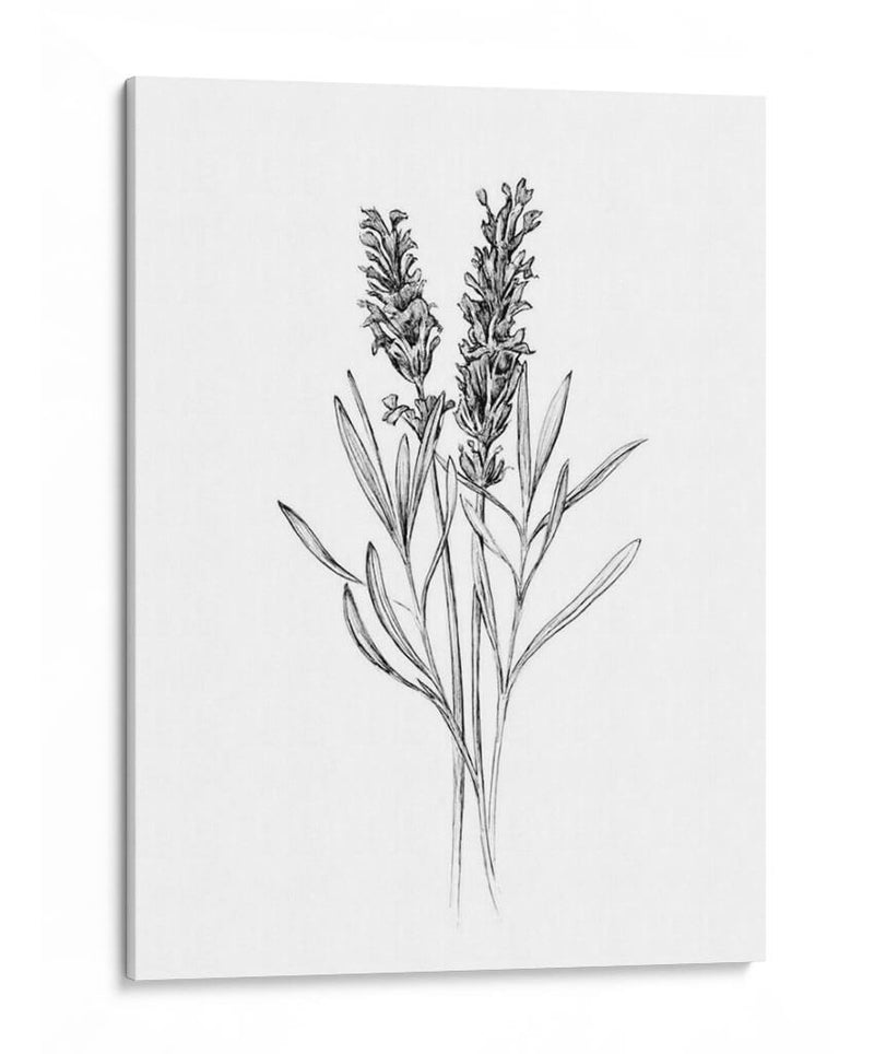 Flor De Campo Ii - Jacob Green | Cuadro decorativo de Canvas Lab