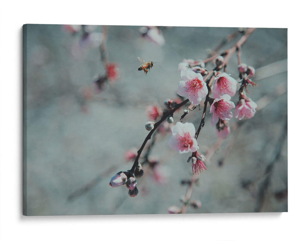 Abeja y flor de cerezo | Cuadro decorativo de Canvas Lab
