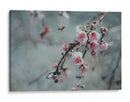 Abeja y flor de cerezo | Cuadro decorativo de Canvas Lab
