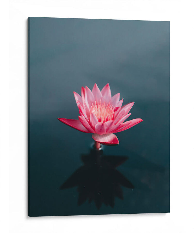 Loto magenta | Cuadro decorativo de Canvas Lab