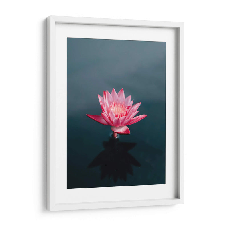 Loto magenta | Cuadro decorativo de Canvas Lab