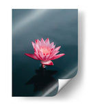 Loto magenta | Cuadro decorativo de Canvas Lab