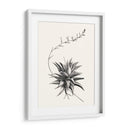 Suculentos Gráficos Iii - Vision Studio | Cuadro decorativo de Canvas Lab