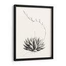 Suculenta Gráfica Iv - Vision Studio | Cuadro decorativo de Canvas Lab