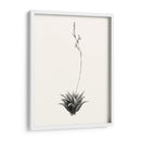 Suculenta Gráfica Vi - Vision Studio | Cuadro decorativo de Canvas Lab