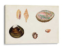 Antiguo Shell Antología Viii - Vision Studio | Cuadro decorativo de Canvas Lab