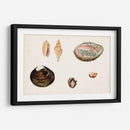 Antiguo Shell Antología Viii - Vision Studio | Cuadro decorativo de Canvas Lab
