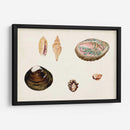Antiguo Shell Antología Viii - Vision Studio | Cuadro decorativo de Canvas Lab