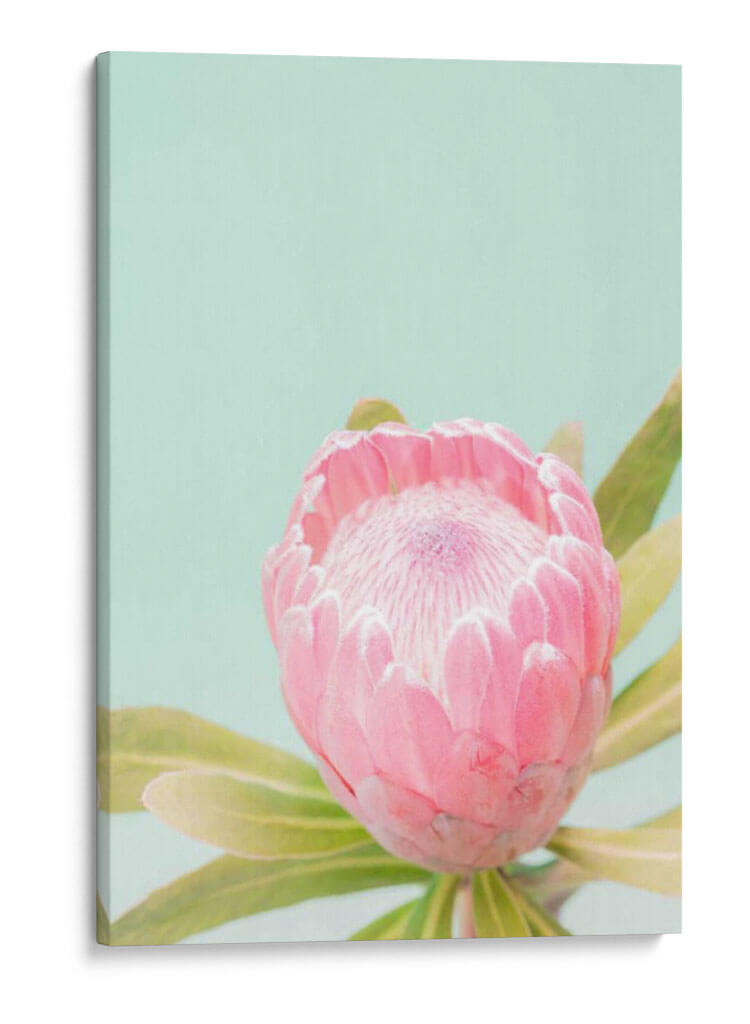 Blossom De Sun Blossom Ii - Renee W. Stramel | Cuadro decorativo de Canvas Lab