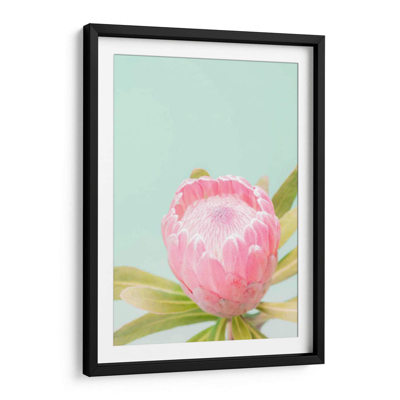 Blossom De Sun Blossom Ii - Renee W. Stramel | Cuadro decorativo de Canvas Lab