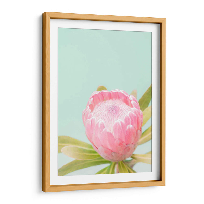 Blossom De Sun Blossom Ii - Renee W. Stramel | Cuadro decorativo de Canvas Lab