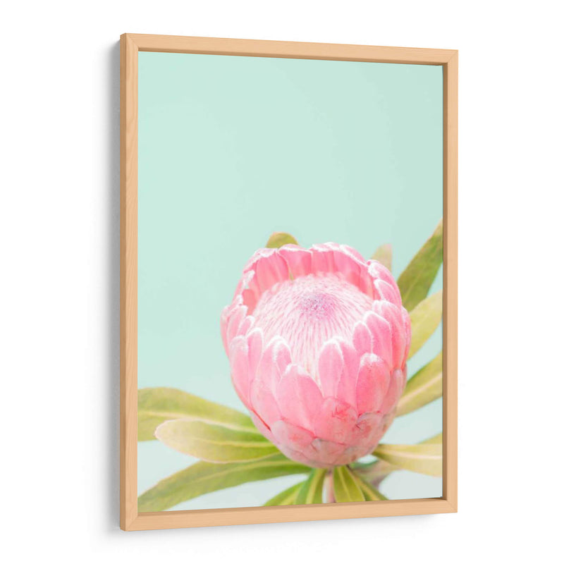 Blossom De Sun Blossom Ii - Renee W. Stramel | Cuadro decorativo de Canvas Lab