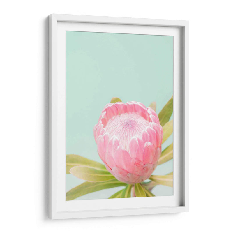 Blossom De Sun Blossom Ii - Renee W. Stramel | Cuadro decorativo de Canvas Lab