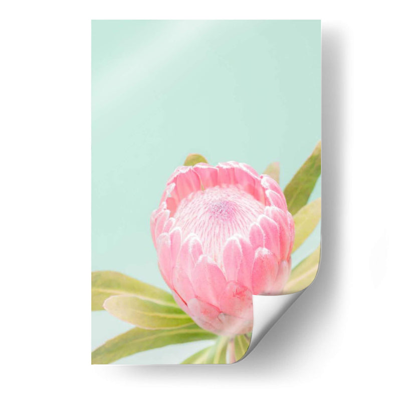 Blossom De Sun Blossom Ii - Renee W. Stramel | Cuadro decorativo de Canvas Lab