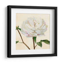 Peonía En Flor I - Jacob Green | Cuadro decorativo de Canvas Lab