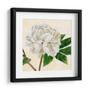 Peonía En Bloom Ii - Jacob Green | Cuadro decorativo de Canvas Lab
