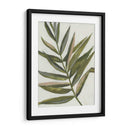Pastel Frond Ii - Jennifer Goldberger | Cuadro decorativo de Canvas Lab