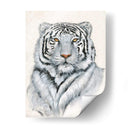 Tigre Blanco I - Tim OToole | Cuadro decorativo de Canvas Lab