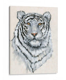 Tigre Blanco Ii - Tim OToole | Cuadro decorativo de Canvas Lab